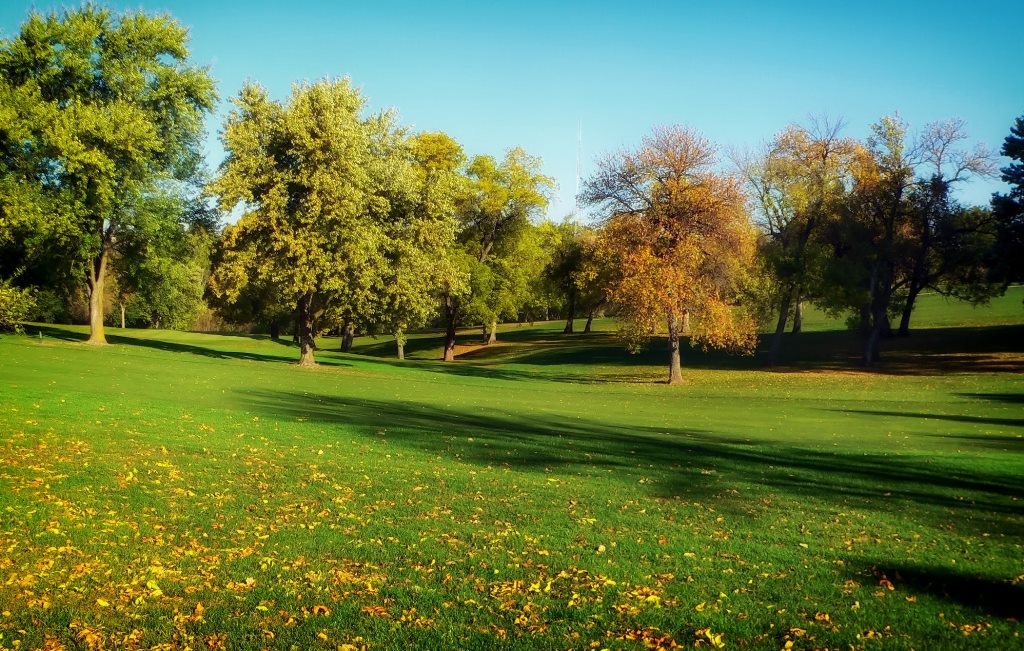 a large area of grass