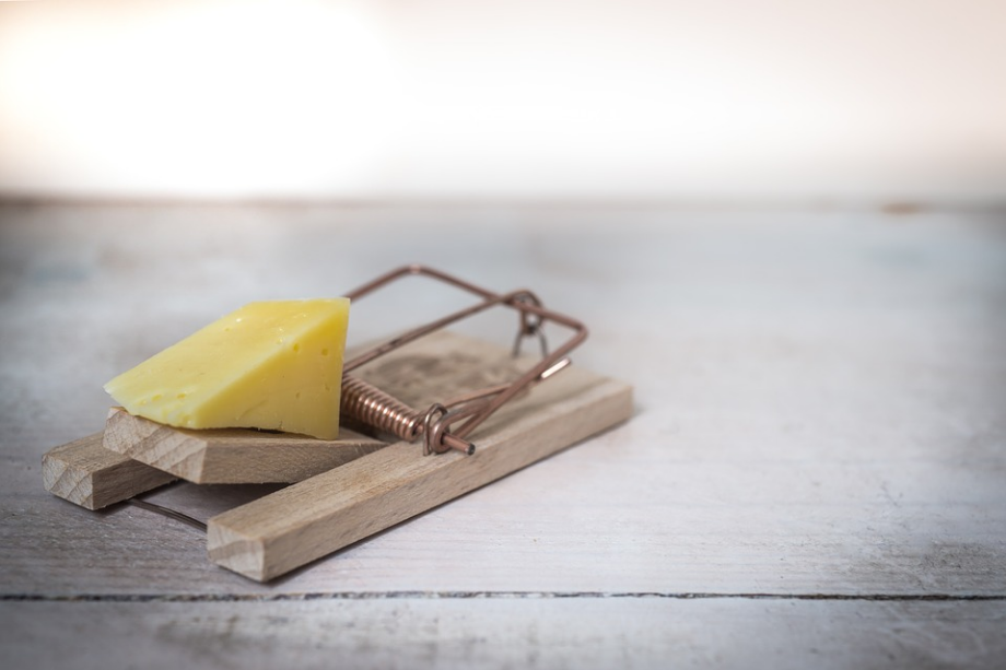 a chunk of cheese on the trap