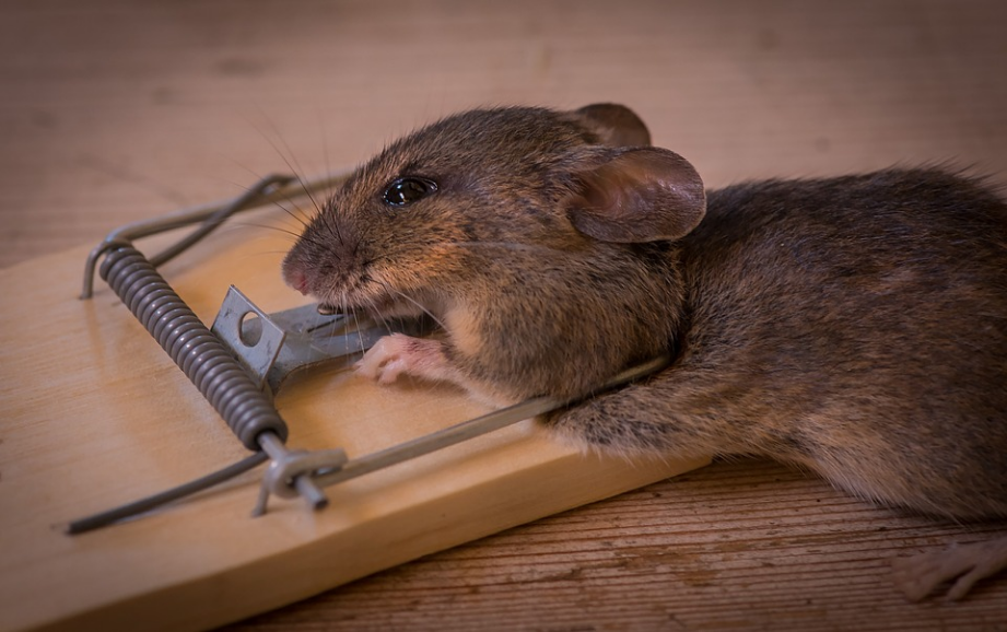 a mouse trap with a mouse