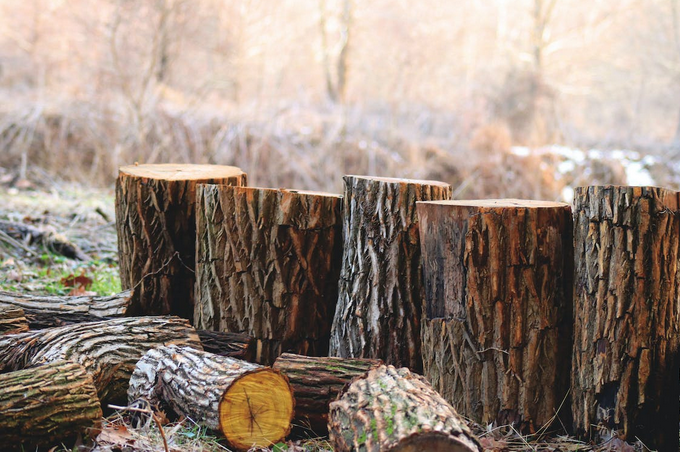 logs